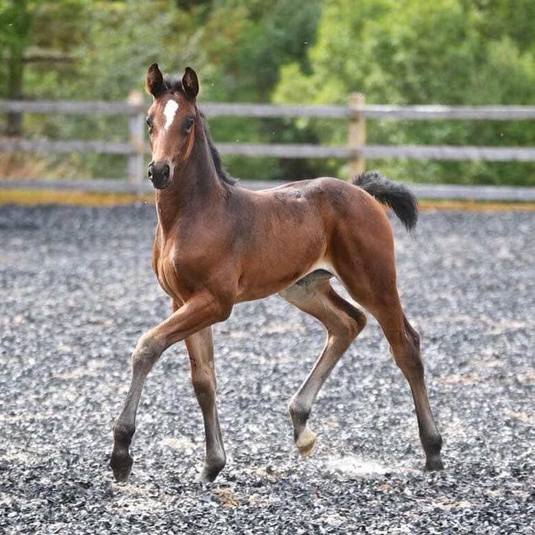 Achilty Sport Horses